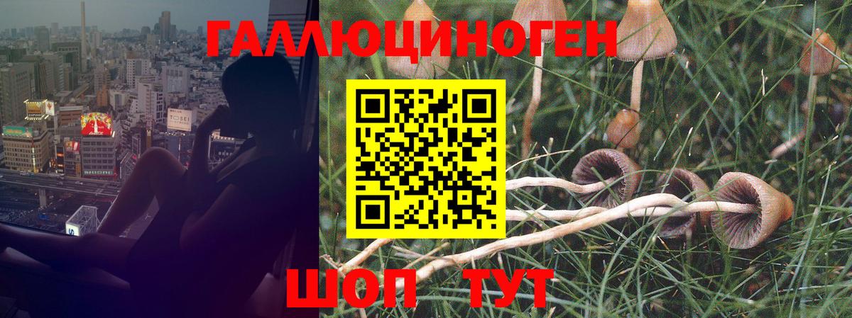 Аргун  купить  сайты  Вход с VPN  Псилоцибиновые грибы ЛСД 